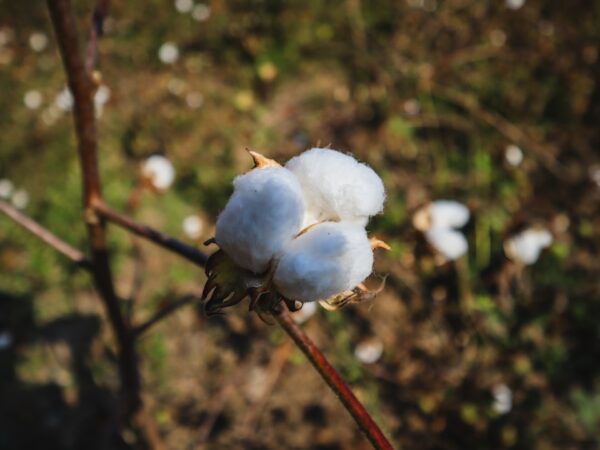 Photo Nylon vs Cotton