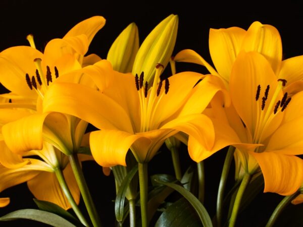Photo Yellow flowers