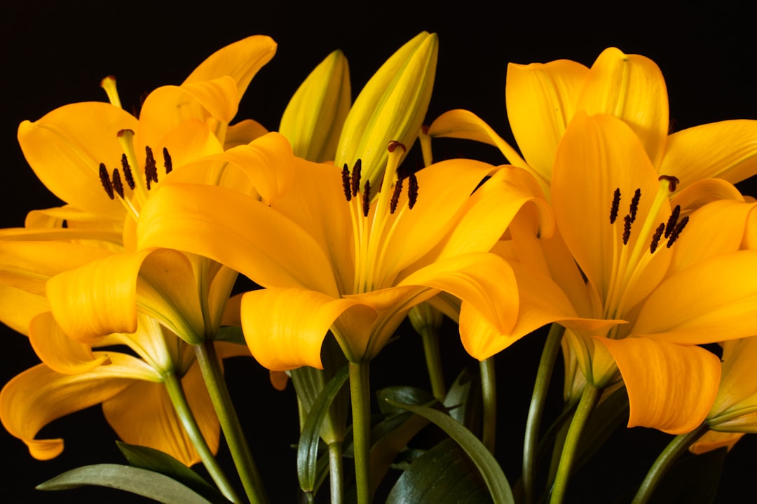 Photo Yellow flowers